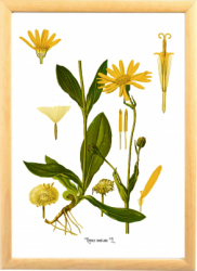Arnica Tablou desen botanic clasic planta medicinala ilustratie vintage