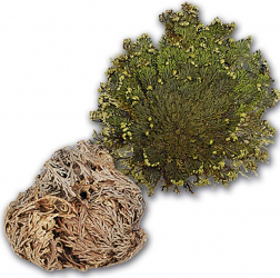 Trandafir Jericho decorativ nemuritor 