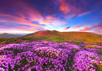 Fototapet Flori de rhododendron in apus de soare 270 x 200 cm 