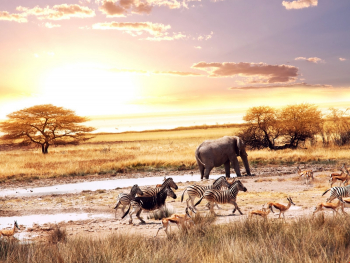 Fototapet Animale din savana 350 x 200 