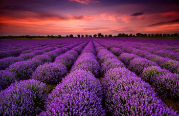 Fototapet de perete autoadeziv si lavabil Camp de lavanda in apus de soare 400 x 250 cm 