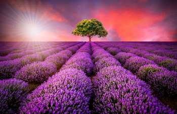 Fototapet Camp de lavanda vara apus de soare 200 x 150 