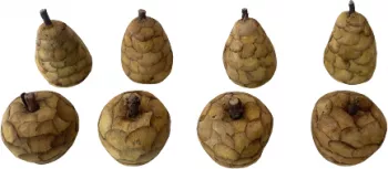 Set mere si pere Handmade Obiecte decorative Fructe Lemn Fibre vegetale 7x7 cm si 5x10 cm 8 piese Maro 