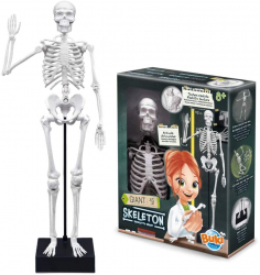 Jucarie educativa - Schelet Gigant 45 cm 