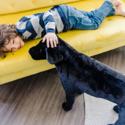Catel Labrador Negru gigant din plus 77.40 x 49.50 x 24 cm 