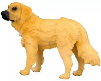 Golden retriever m collecta 