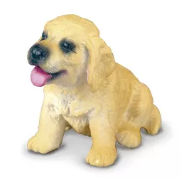 Golden retriever pui s collecta 