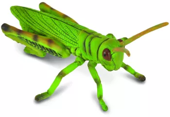 Lacusta - collecta 