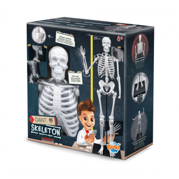 Set educativ Schelet 85 cm 