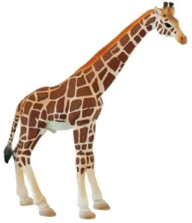 Girafa mascul 