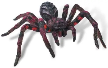 Wolf Spider 