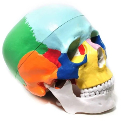 Craniu uman artificial model didactic medical colorat 3 parti 