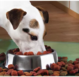Castron Metalic pentru hranire animale de companie - 29cm 