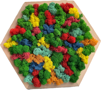 Tablou licheni stabilizati multicolor 30 cm rama lemn 