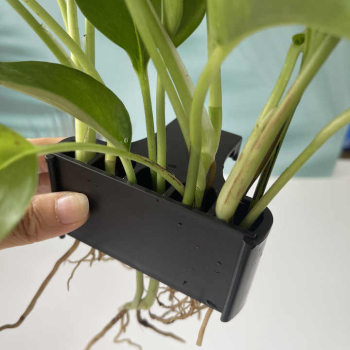 Suport plante acvariu negru 5 gauri 