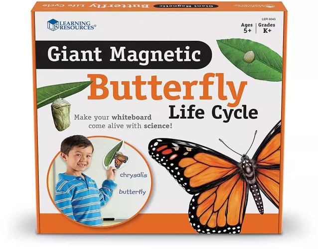 Ciclul vietii fluturelui - set magnetic